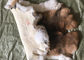 외투 안대기 부속품 렉스 토끼 피부 매끄러운 자연적인 브라운 색깔 25*35cm 협력 업체