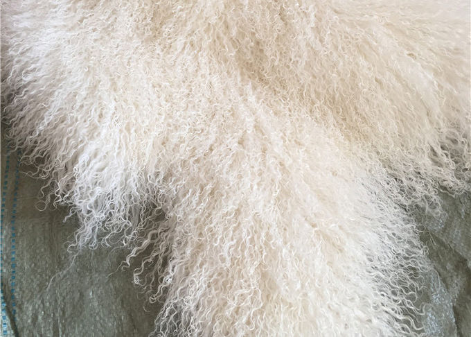 긴 꼬부라진 양가죽 물자 자연적인 백색 티베트 lambswool 몽골 모피는 숨깁니다