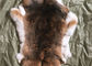 자연적인 친칠라 렉스 토끼 모피, 연약한 진짜 깎인 토끼 모피 재킷 은신처 협력 업체